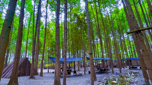 bu jiao sen lin ying di