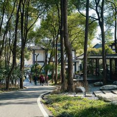 紫金山院張用戶圖片