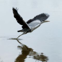 青枫浦餐厅 User Photo