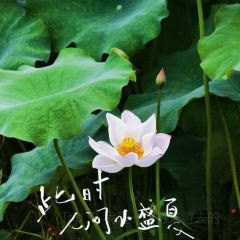 新郭记油茶(八角塘店) User Photo