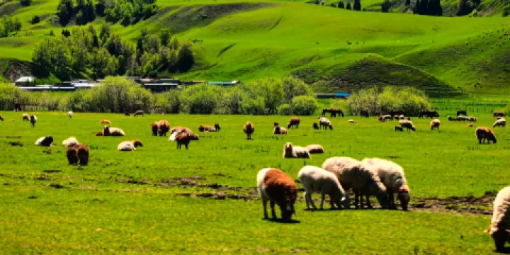 天雲台（那拉提養蜂女）