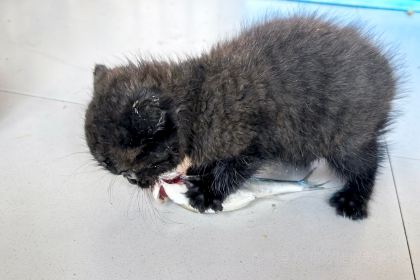 食荤者苗家人土菜馆