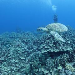 Oleai Beach Bar & Grill User Photo