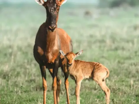 肯亞山動物孤兒院