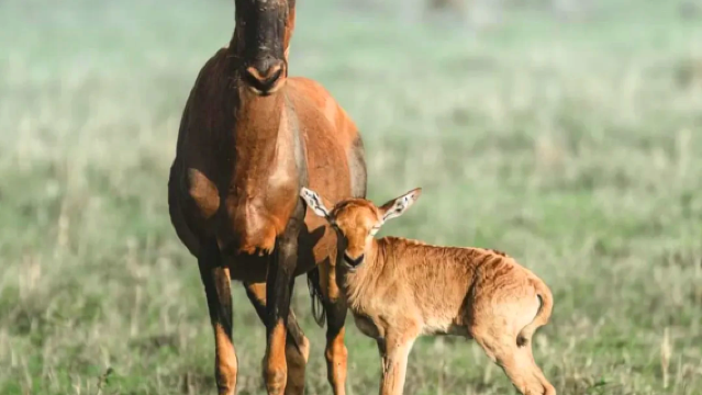 Mount Kenya Wildlife Conservancy Animal Orphanage