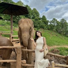 Elefin Farm & Cafe เอเลฟิน ฟาร์ม แอนด์ คาเฟ่ User Photo
