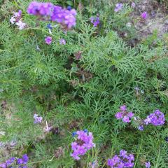 枇杷熟了coffee User Photo