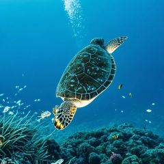 A XI HAI XIAN XIAO CHAO User Photo