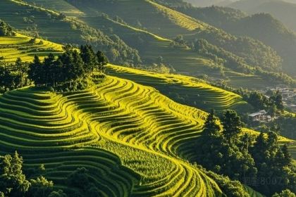 JIANGNAN Impression Chinese Restaurant