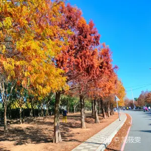麗寶落羽松大道