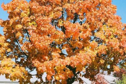 Arrowtown Bakery & Cafe