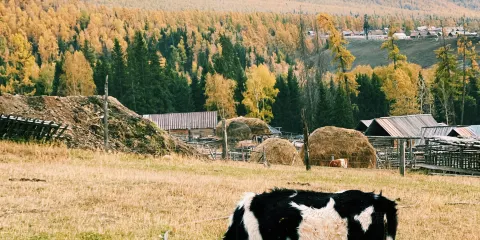 克亞特牧舍（白哈巴店）