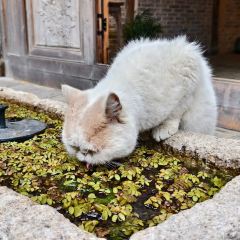 同順泰·北苑拾遺國風老茶館張用戶圖片