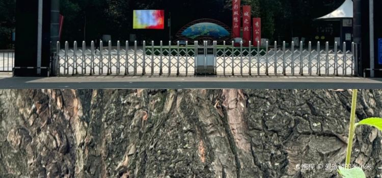 YUE XING RE MIAN