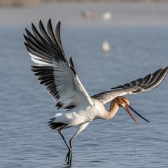 老赵家山西铜火锅烧烤(古城店) User Photo