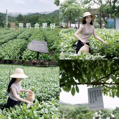 T三峰林茶谷野奢帐篷营地·T三茶宴 User Photo
