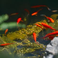 三宝村点心局(梨树园店) User Photo