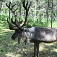 AO LU GU YA User Photo