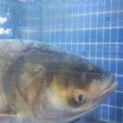 鬱香飯店張用戶圖片