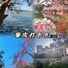 鼎湖山酒家 User Photo