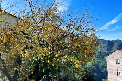 北山淩英手擀麵