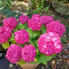 Manor Blanc User Photo