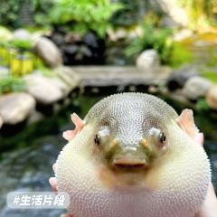 江大小后街張用戶圖片