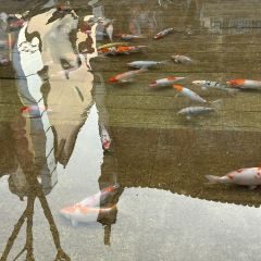 五弟嫂酒釀茶飲店張用戶圖片