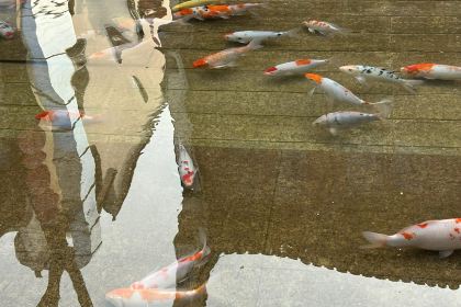 五弟嫂酒釀茶飲店