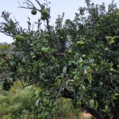 枇杷熟了coffee User Photo