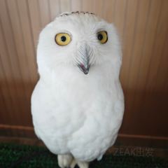 Boomah, The Owl Café User Photo