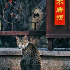狼山紫琅素面 User Photo