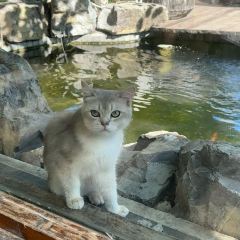 Cat's Home Fish Restaurant・Reservoir Fish Theme Restaurant (Yunshui Huaxi Branch) User Photo
