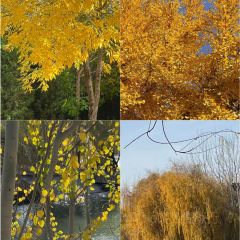 老马家羊杂碎店 User Photo