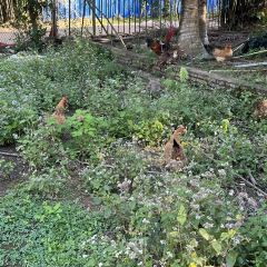 Hupanpijiu Chicken User Photo