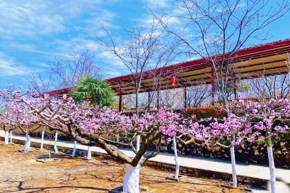 桃花岛农庄