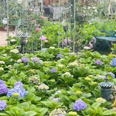 海如的花園張用戶圖片