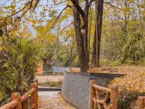 Pingtian Ginkgo Forest Park