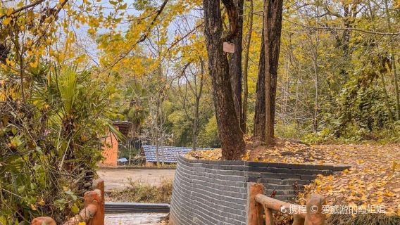 Pingtian Ginkgo Forest Park