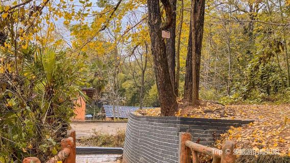 Pingtian Ginkgo Forest Park