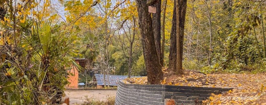 Pingtian Ginkgo Forest Park