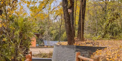 坪田銀杏森林公園