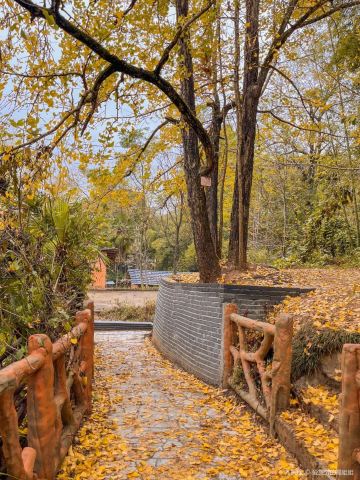 Pingtian Ginkgo Forest Park