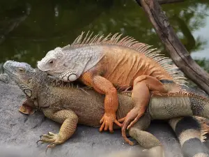 Angkor Wildlife & Aquarium