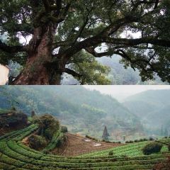 松阳记忆 User Photo