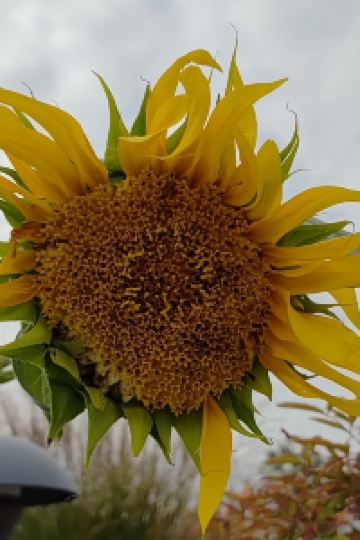 mayjayleo ホテル京阪 仙台 クーポン