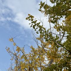 袁姐萝卜饺子(中山路店) User Photo