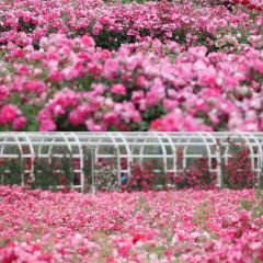 云间花境餐厅 User Photo