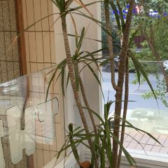 THE CANDOUR User Photo