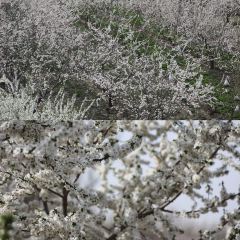 晃晃咖啡 User Photo